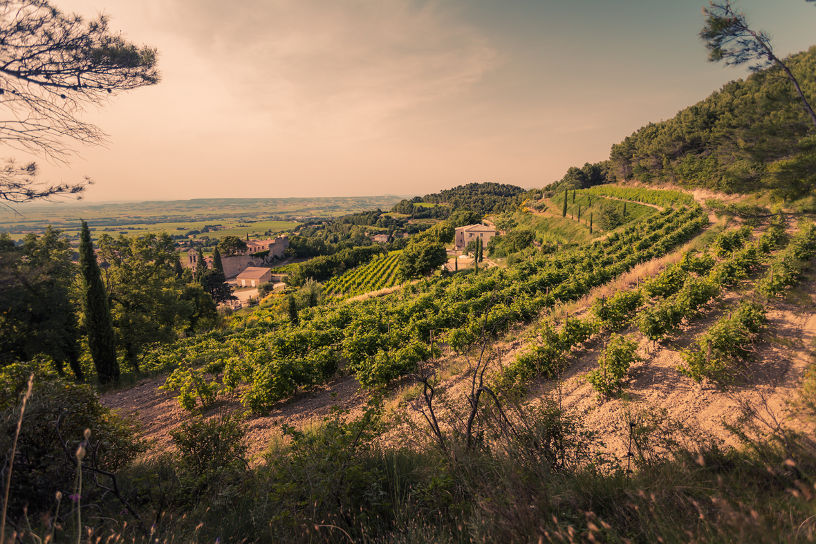 Spare. Gigondas Steps out of the Shadows