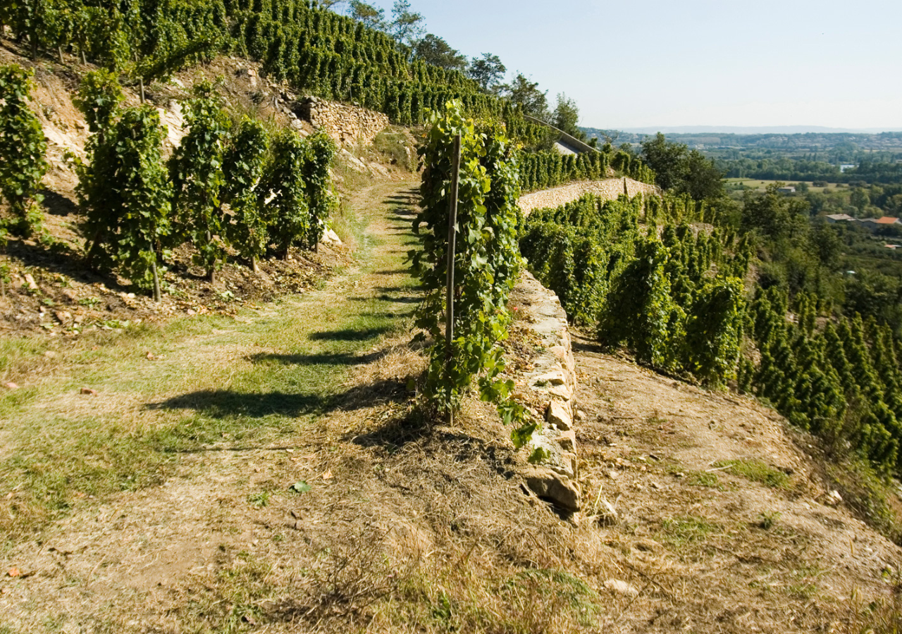 Cave Yves Cuilleron