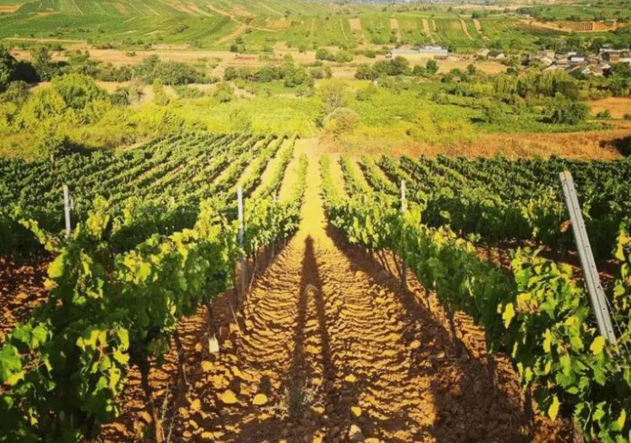 Domaine Alain Graillot