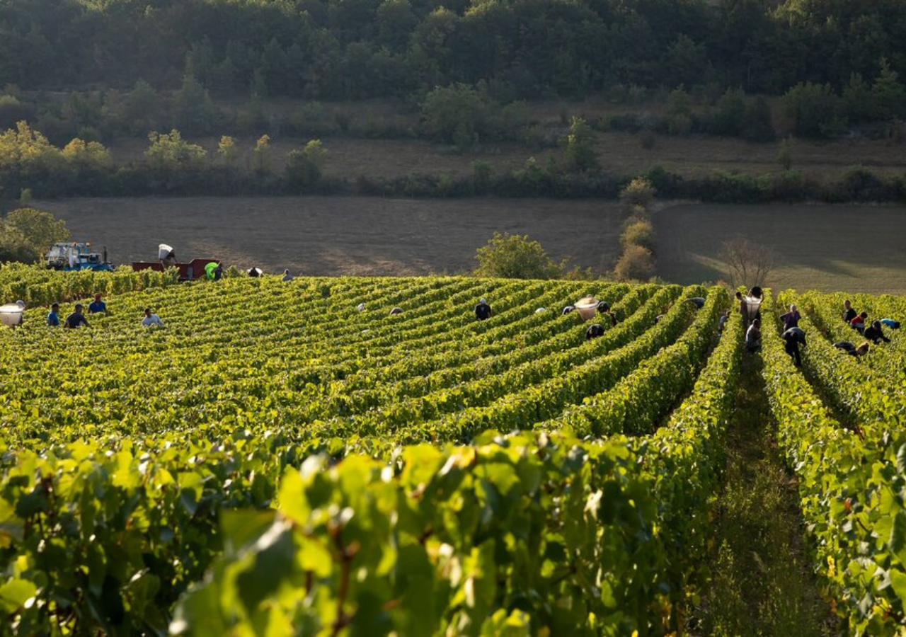 Domaine Jacqueson