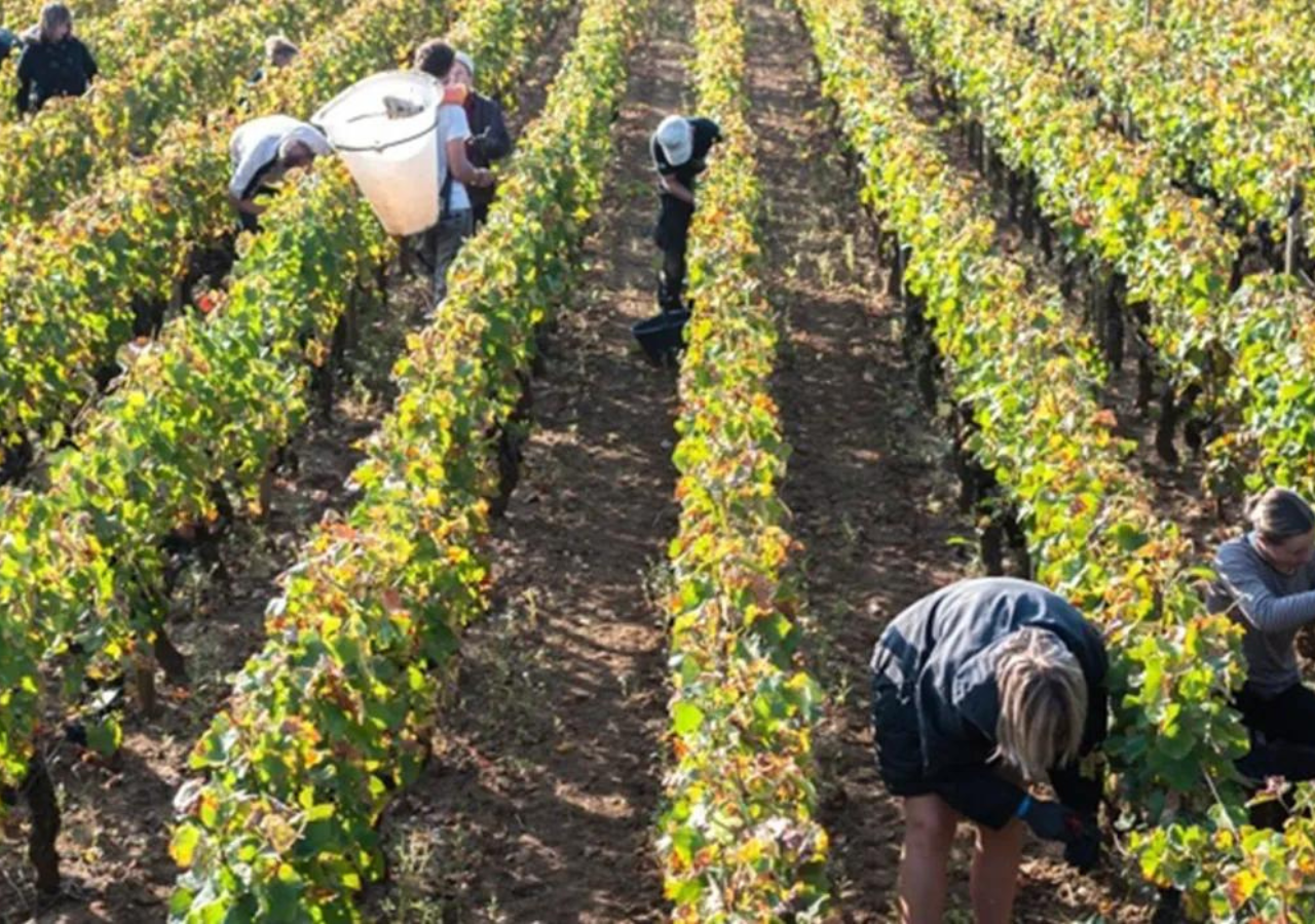 Domaine Marc Morey