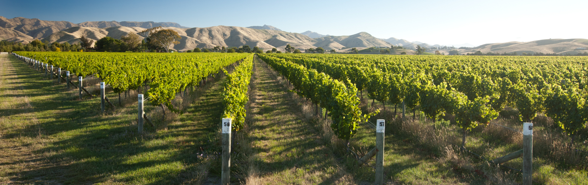 Our Top Picks - New Zealand