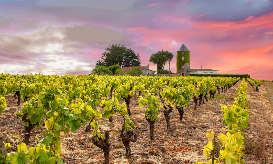 LOIRE VALLEY CHENIN BLANC