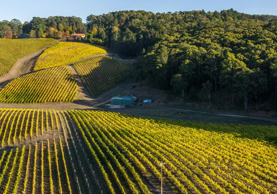 Wines from Down Under