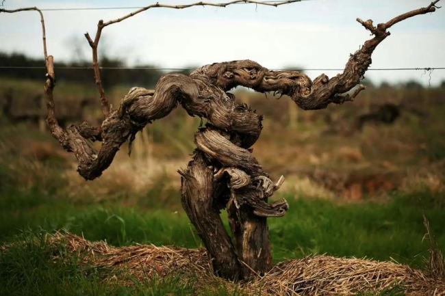 ‘A Very Bloody Exceptionally Old Vine’