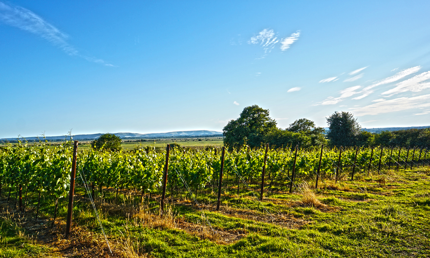 AND NOW FOR SOMETHING COMPLETELY DIFFERENT - English wine