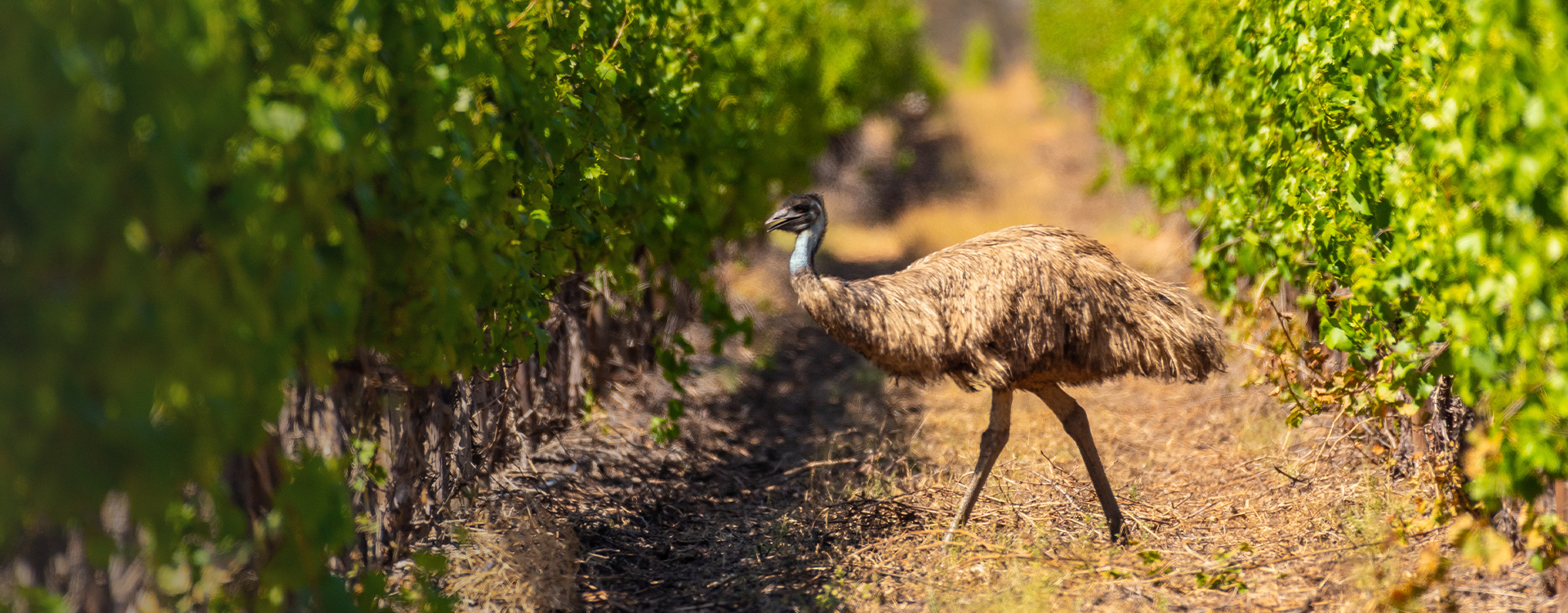 Emu walking through vineyard