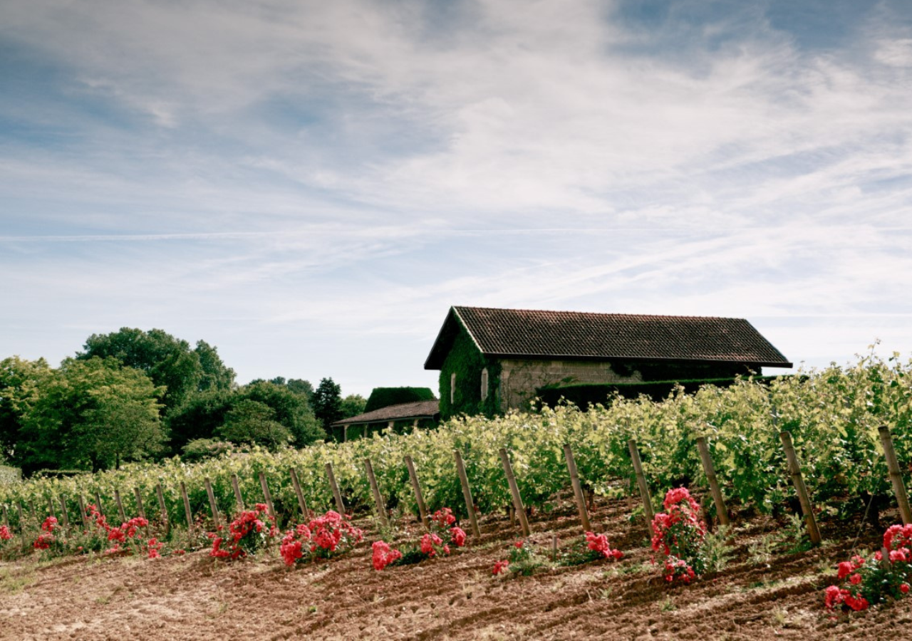 Château Malartic-Lagravière