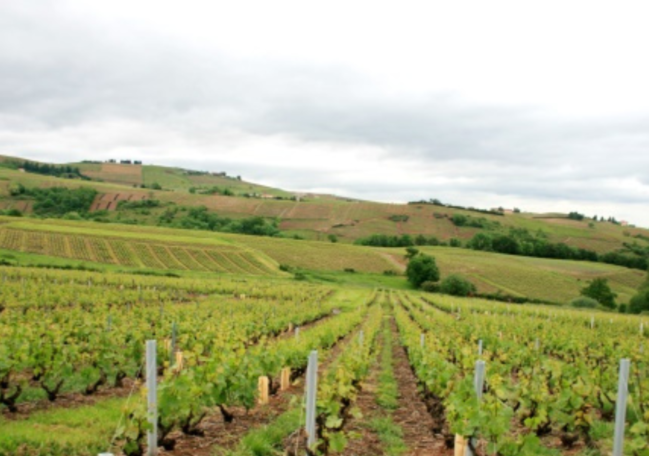 Domaine Alex Foillard