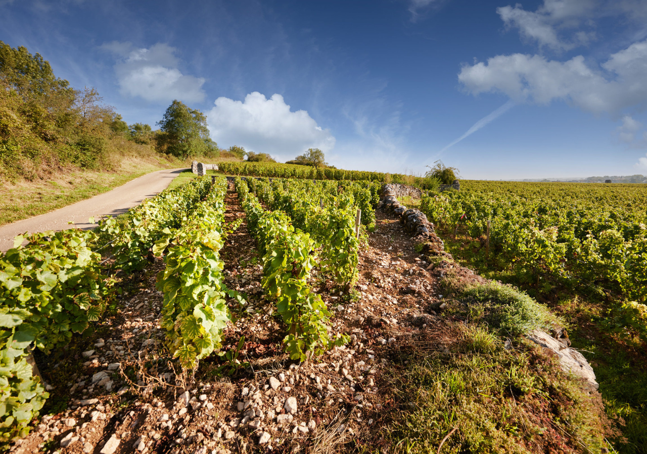 Domaine Guy Amiot et Fils