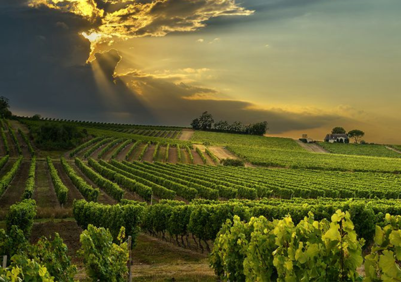 Domaine Colette Gros