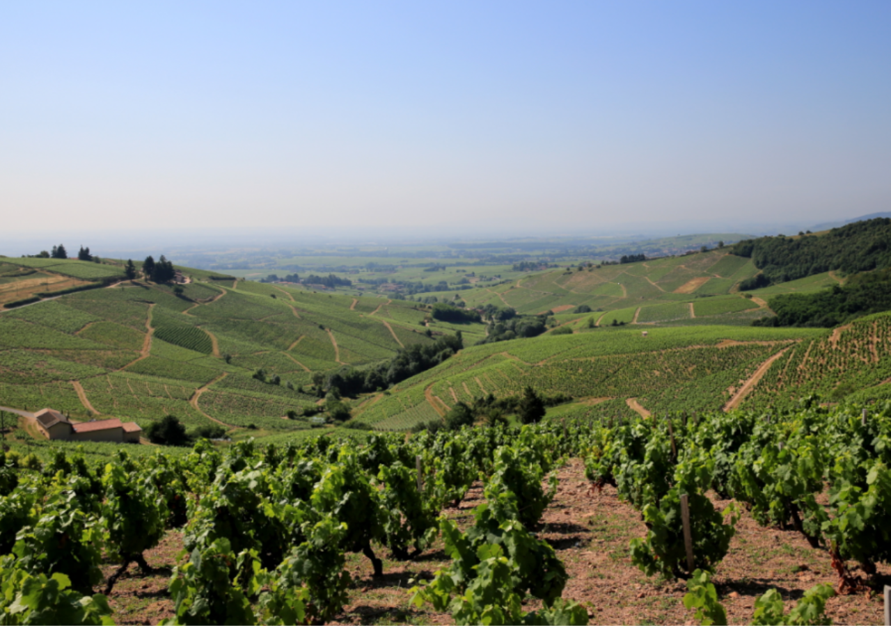 Domaine Dominique Piron