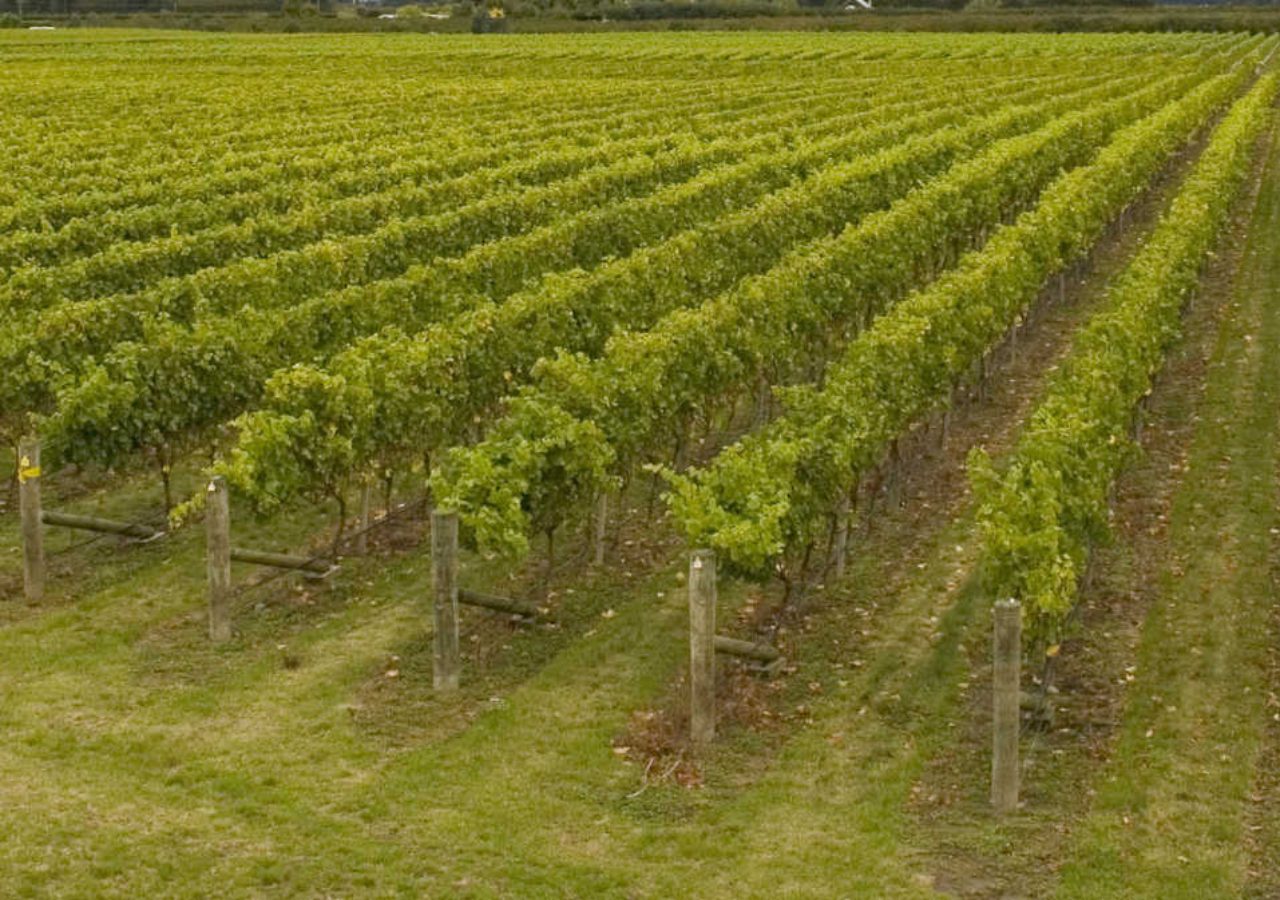 Domaine Famille Paquet