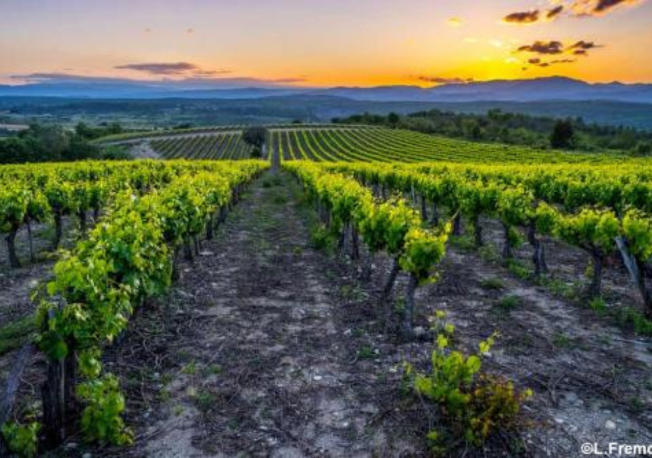 Domaine Hervé Souhaut