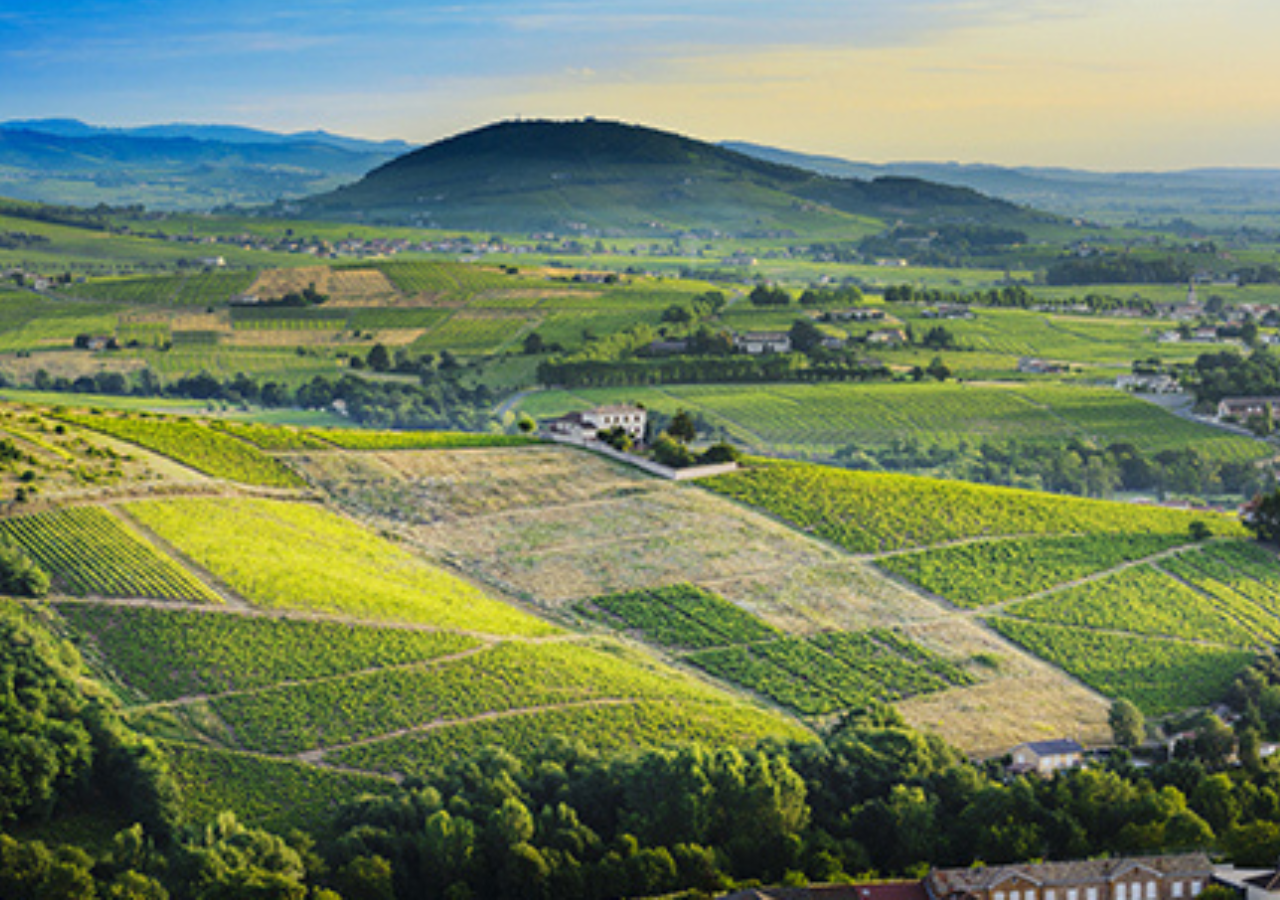 Domaine J-C Lapalu