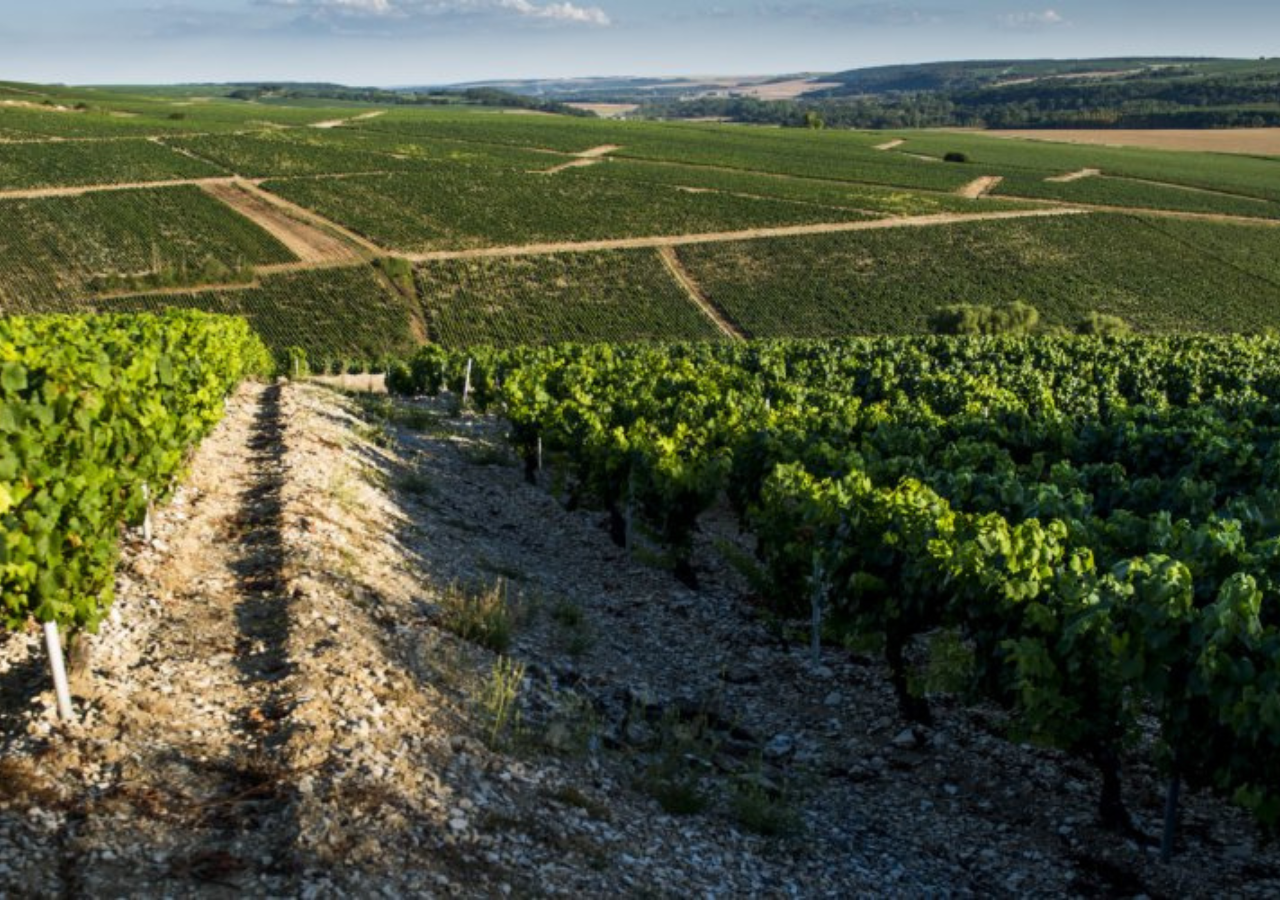 Domaine Jean-Paul & Benoît Droin