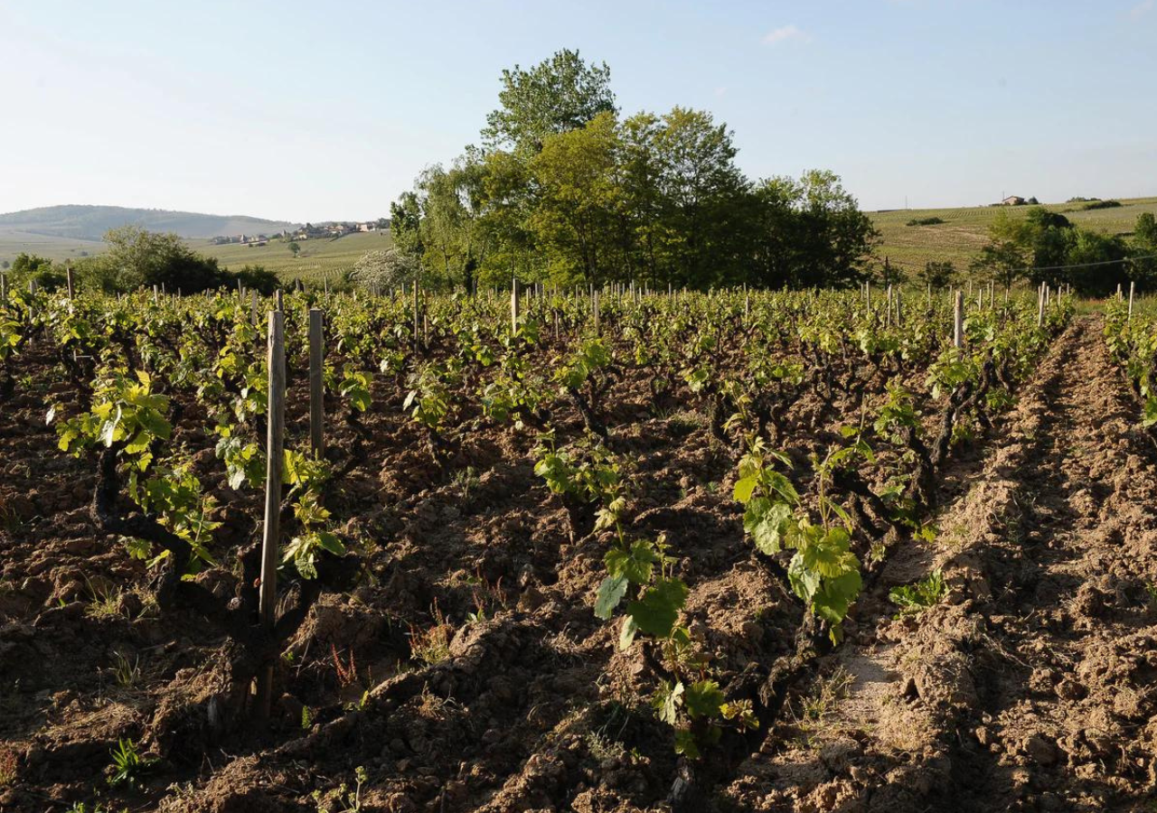 Domaine Paul Janin et Fils