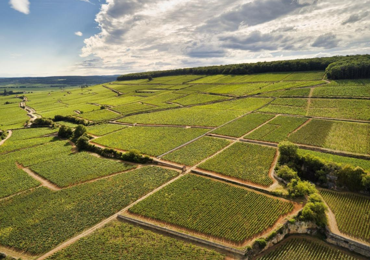 Domaine Taupenot-Merme