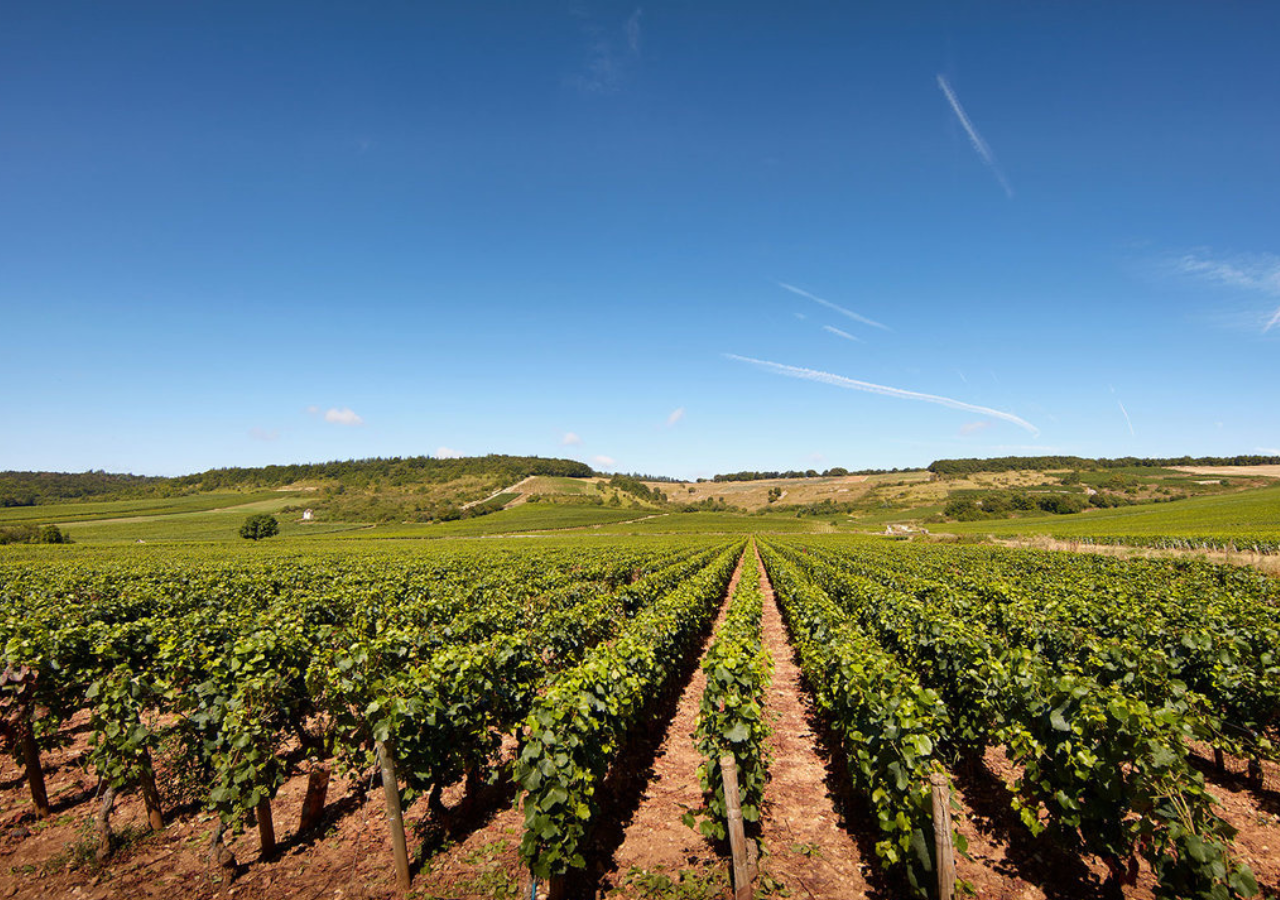 Domaine de la Ferté