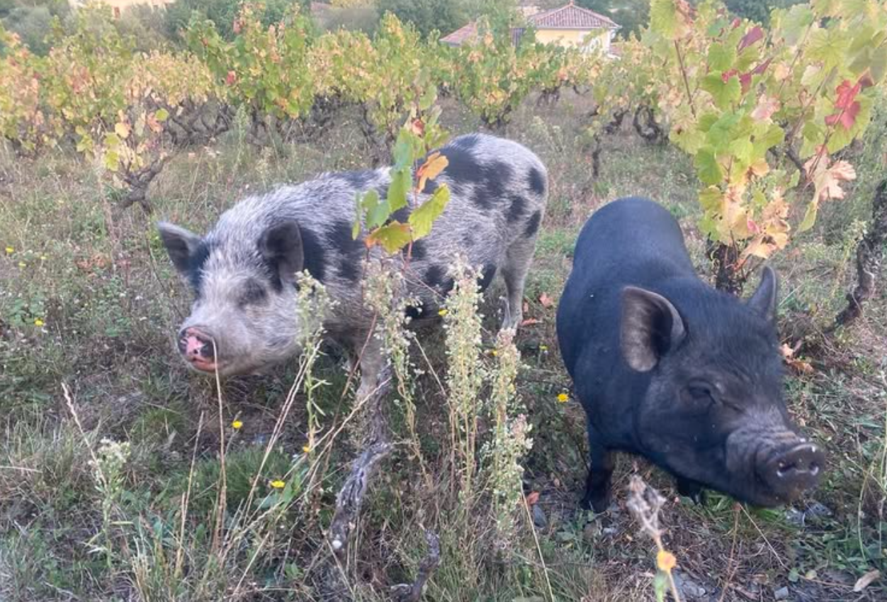 Domaine Raphaël Chopin