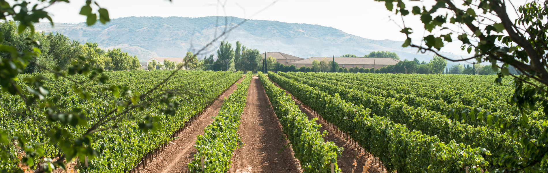 More Options - Spain, Italy & Chile