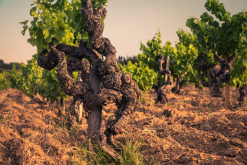 Chateauneuf-du-Pape Habemus Papam - 0