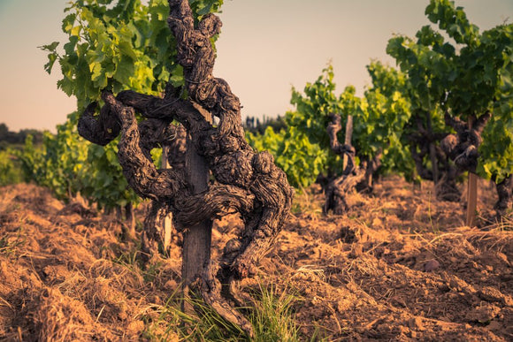 Chateauneuf-du-Pape Habemus Papam