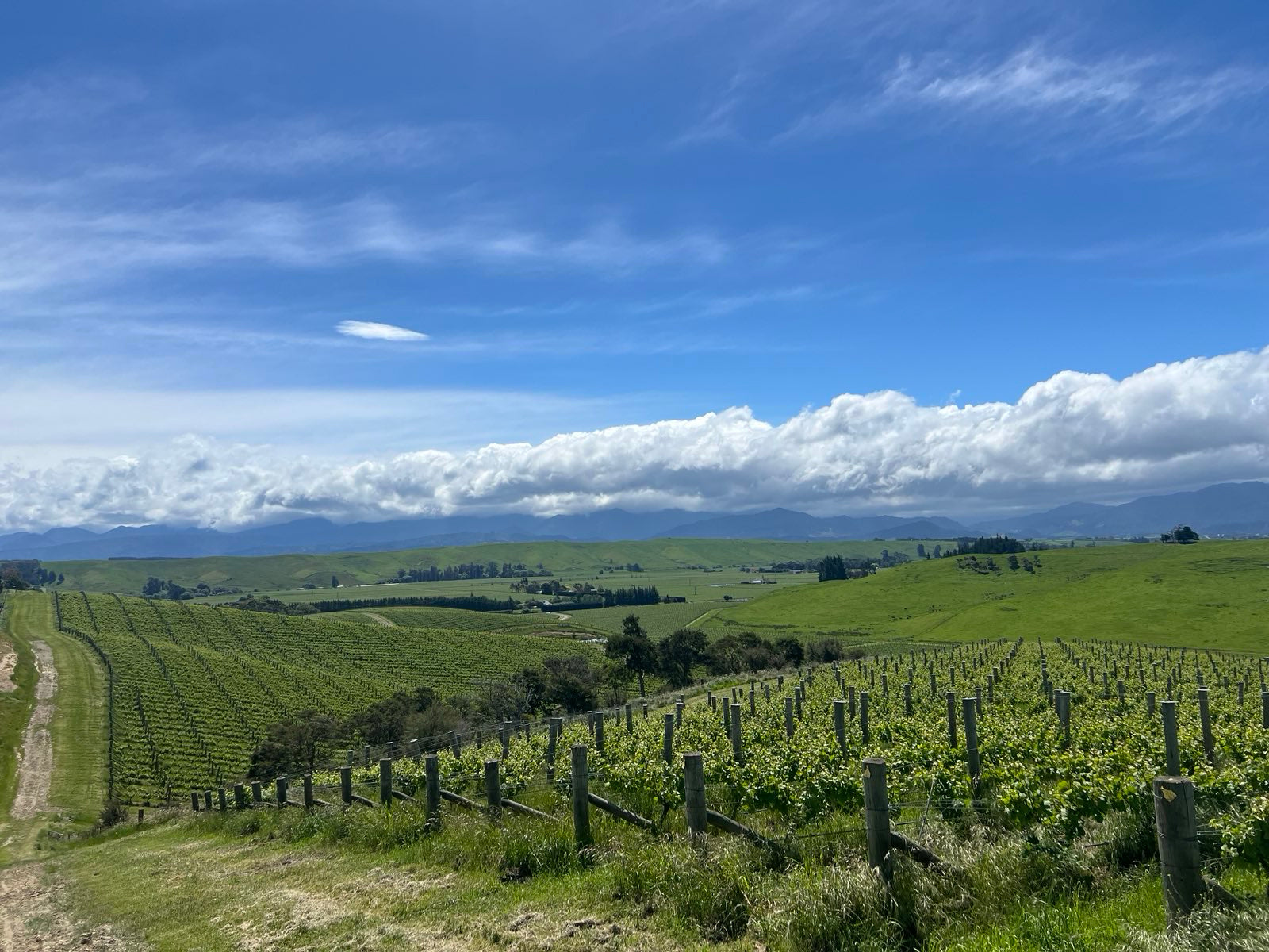 Marlborough Pinot Noir