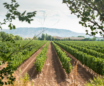 More Options - Spain, Italy & Chile