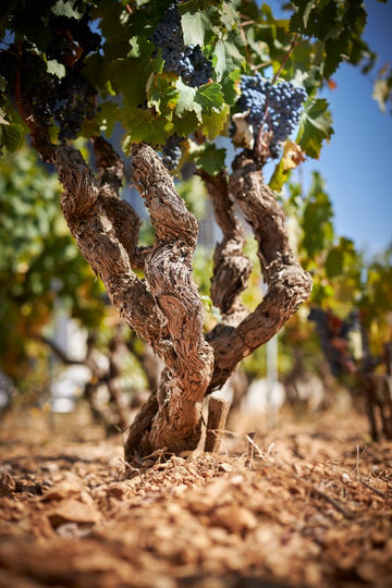 Gigondas Les Hautes Garrigues - 0